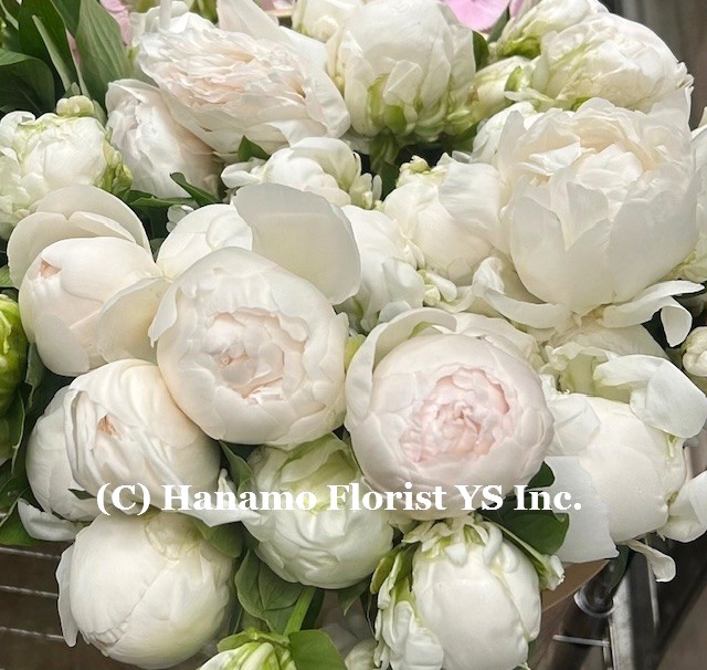HAND507. Premium Pink Peonies Handtied Bouquet